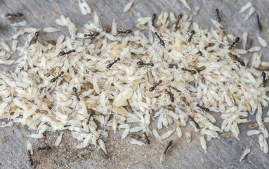 A large group of ants and their eggs