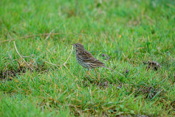 Anthus spinoletta (Water pipit) feeding on grass