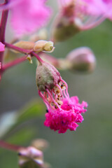 Colorful Flower In Bloom Background