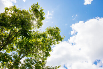 夏の日差し