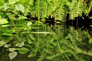 fern leaves reflection