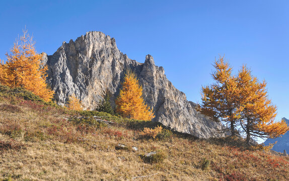  yellow  larche  trees in a beautiful rocky alpine mountain under blue sky in autumn season