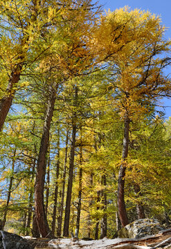 beautiful autumnal foliage of larche  trees in alpine mountain in beginning autumn