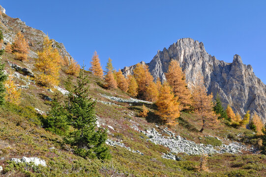 yellow  larche  trees in a beautiful rocky alpine mountain under blue sky in autumn