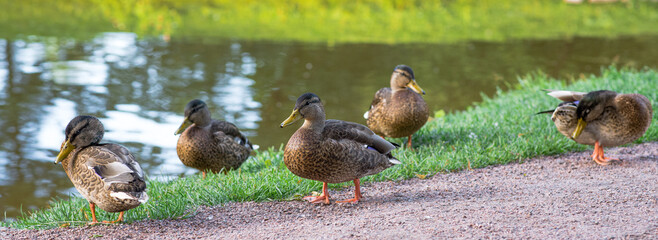 Ducks or mallards walk on the green grass.