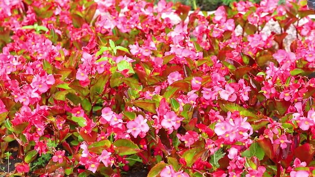 Blooming pink begonia in a summer park. Floral background. Small pink flowers.