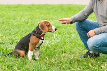 puppy sitting on the green grass listens to the commands of the owner