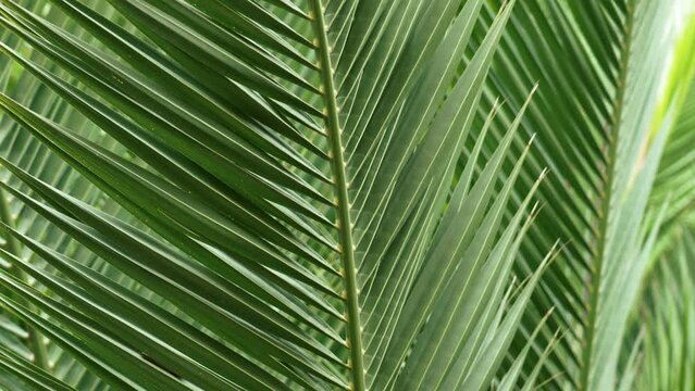 Green fresh leaf of tropical exotic date palm tree close-up in the wind