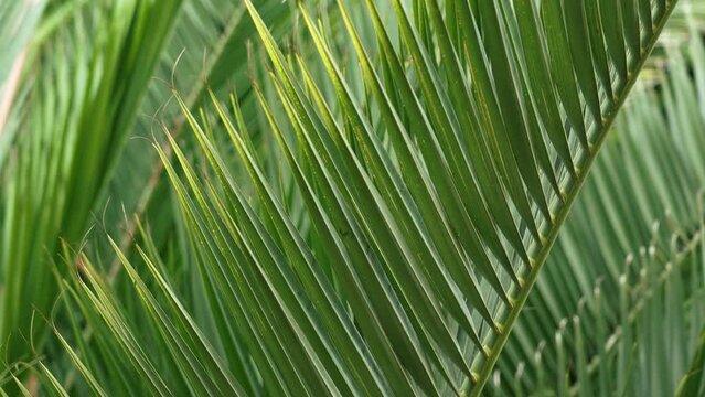 Beautiful green palm tree leaves. Tropical fresh exotic leaf. Close up