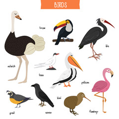 Fototapeta premium Bird set isolated on white background vector illustration. Ostrich, tucan, ibis, pelican, tern, raven, kiwi, flamingo, quail in cartoon style. Wildlife flying animals, popular bird species collection