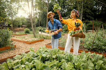 Man and woman pick up beetroots, harvesting local grown vegetables at home garden. Farmers work at farmland. Concept of organic food and sustainable lifestyle