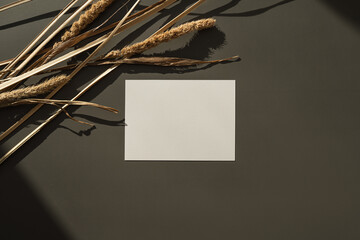 Blank paper sheet card with mockup copy space, dry pampas grass, soft sunlight shadows on deep...
