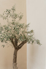 Aesthetic olive tree leaves on neutral soft pastel beige wall background. Elegant minimalist nature concept with copy space