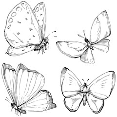 Succulent flower. Floral plants botanical cactus. Isolated illustration element. Vector hand drawing wildflower for background, texture, wrapper pattern, frame or border.