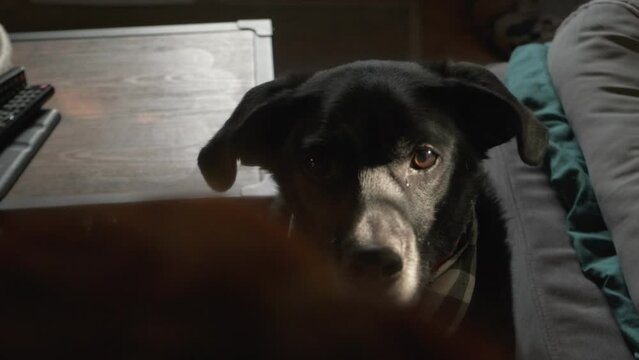 Adorable black dog quietly waiting for food treat in 4K slow motion