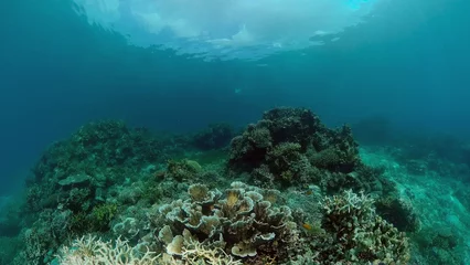 Foto op Aluminium Reef Marine Underwater Scene. Tropical underwater sea fish. Philippines. © Alex Traveler
