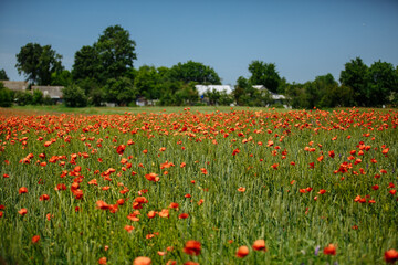 Naklejka na ściany i meble a field of red poppies on a sunny summer day