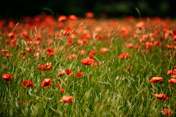 Fototapeta premium a field of red poppies on a sunny summer day