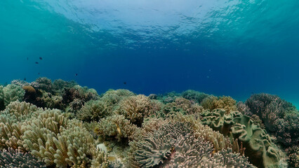 Underwater tropical colourful soft-hard corals seascape. Underwater fish reef marine. Philippines.