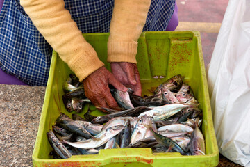hands of a fishmonger in the fishing village of Torreira, Aveiro, Portugal