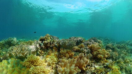Fototapeta na wymiar Tropical fishes and coral reef underwater. Hard and soft corals, underwater landscape. Travel vacation concept. Philippines.