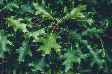 Green leaves of Northern oak in the park, trees in forest. Leaf pattern, summer natural plant...