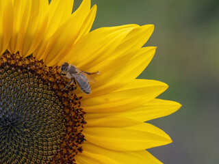 Honigbiene an Sonnenblume