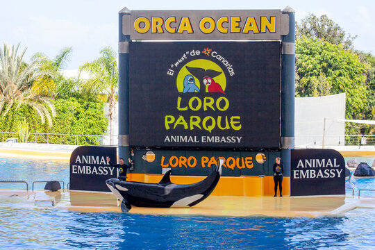 PUERTO DE LA CRUZ, TENERIFE, SPAIN - MARCH 1 , 2022: water shows with killer whales in Loro Park (Loro Parque) , Tenerife, Spain. "Loro Park" one of the most famous amusement parks in Europe.
