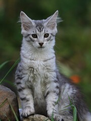 Cute Maine Coon kitten portrait . Maine coon baby.