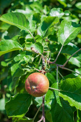 Ripe red single small apple hanging on a apple tree branch with many green leaves in a spring or summer small local orchard in Poland in Eastern Europe
