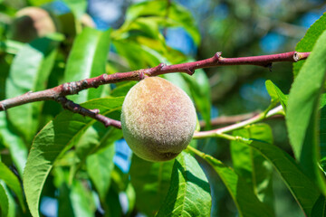 Ripening red fuzzy small peaches hanging on a peach tree branch with many green leaves in a spring or summer small local orchard in Poland in Eastern Europe
