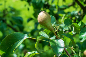 Ripening single yellow and green small peal hanging on a pear tree branch with many green leaves in a spring or summer small local orchard in Poland in Eastern Europe
