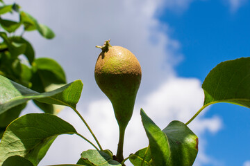 Ripening single yellow and green small peal hanging on a pear tree branch with many green leaves in a spring or summer small local orchard in Poland in Eastern Europe
