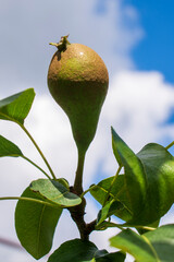 Ripening single yellow and green small peal hanging on a pear tree branch with many green leaves in a spring or summer small local orchard in Poland in Eastern Europe
