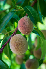 Ripening red fuzzy small peaches hanging on a peach tree branch with many green leaves in a spring or summer small local orchard in Poland in Eastern Europe
