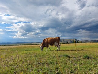 Herd of cows grazing on summer meadow