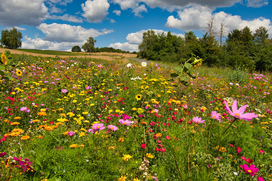 Blumenwiese in Ostwestfalen nahe Herford