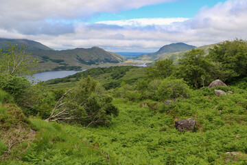 mountain and forest scenery