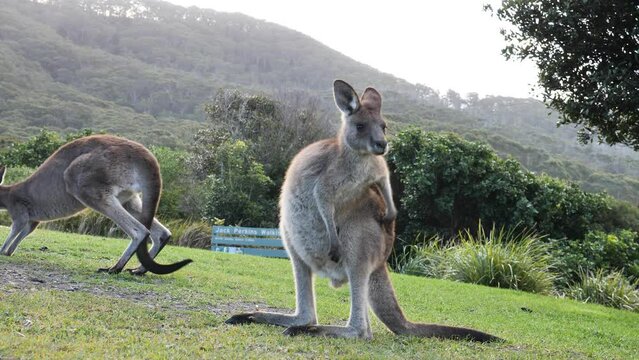 Iconic Australian Kangaroo grooming itself on a scenic coastal headland. Animal behaviour
