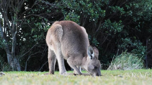 Low angle camera view of an Australian Joey Kangaroo grazing on a coastal grassy headland.