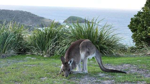 Iconic Australian wildlife mammal Kangaroo grazing on an scenic coastal headland with an island backdrop