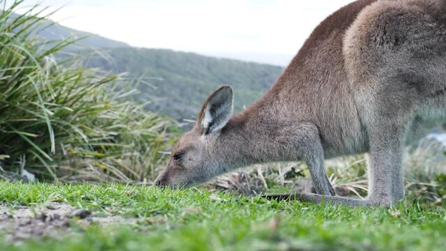 Kangaroo grazing on a grassy coastal headland with scenic background. South West Rocks Australia