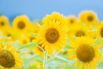 真夏の太陽に向かい元気よく咲く向日葵たち