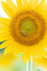 真夏の太陽に向かい元気よく咲く向日葵とミツバチ