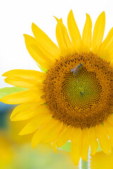 真夏の太陽に向かい元気よく咲く向日葵とミツバチ