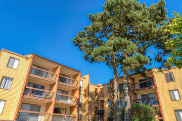 Fototapeta premium Complex apartment building with balconies and large treesat the front in San Francisco, CA