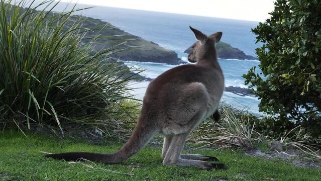 Scenic video of Kangaroos grazing on a coastal headland with ocean views. South West Rocks Australia