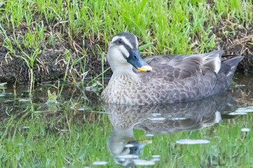 元気よく育った川縁に住むカルガモの幼鳥