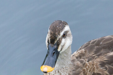 元気よく育った川縁に住むカルガモの幼鳥