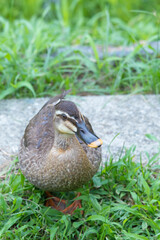 元気よく育った川縁に住むカルガモの幼鳥